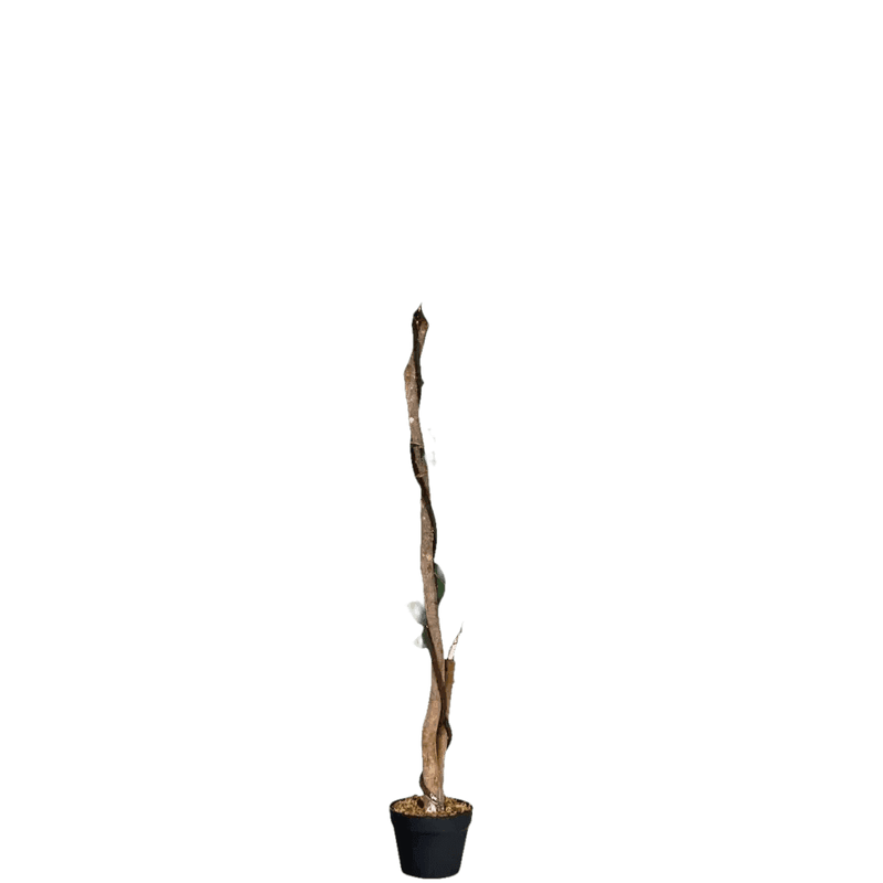 Artificial Ficus Silk Tree in Black Pot fake trees by House Nice Store