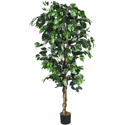 Artificial Ficus Silk Tree in Black Pot - GiFTiFY