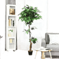 Artificial Ficus Silk Tree in Black Pot - GiFTiFY