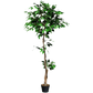 Artificial Ficus Silk Tree in Black Pot - GiFTiFY