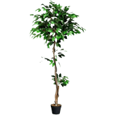 Artificial Ficus Silk Tree in Black Pot - GiFTiFY