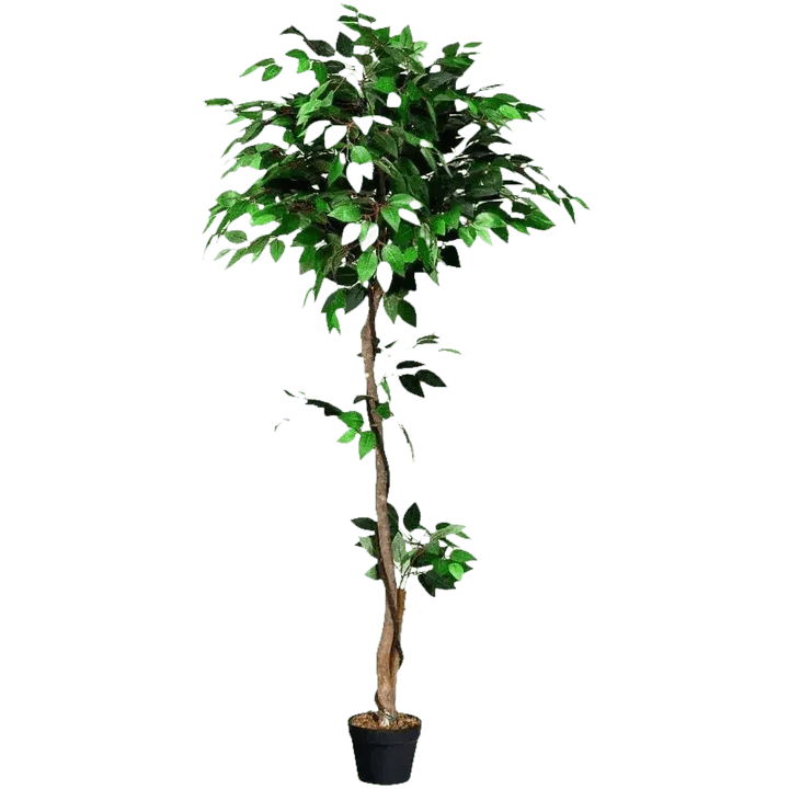 Artificial Ficus Silk Tree in Black Pot - GiFTiFY