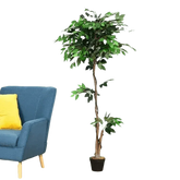 Artificial Ficus Silk Tree in Black Pot - GiFTiFY