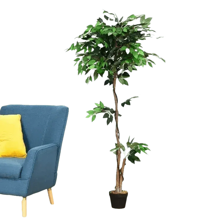 Artificial Ficus Silk Tree in Black Pot - GiFTiFY