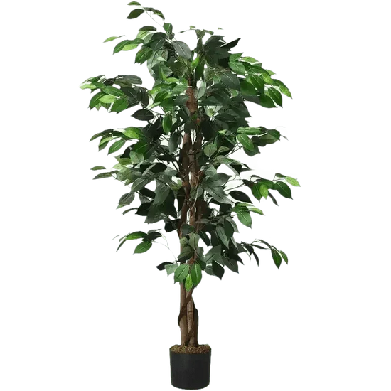 Artificial Ficus Silk Tree in Black Pot - GiFTiFY