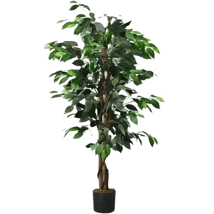 Artificial Ficus Silk Tree in Black Pot - GiFTiFY
