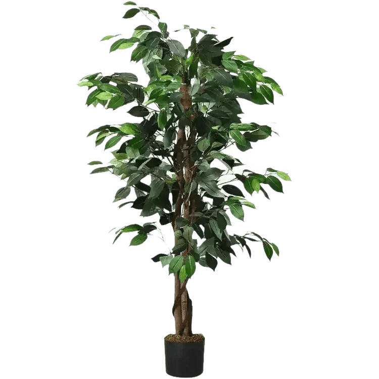 Artificial Ficus Silk Tree in Black Pot - GiFTiFY