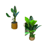 Artificial Tropical Palm Tree in White Pot - GiFTiFY