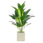 Artificial Tropical Palm Tree in White Pot - GiFTiFY
