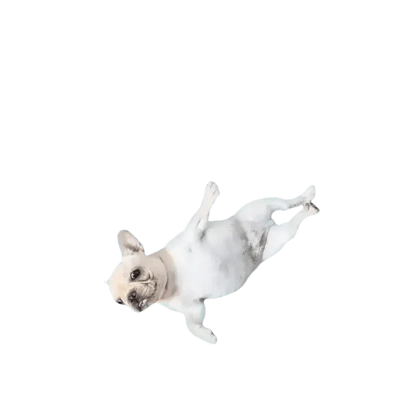 Dog Cooling Mat for Cats and Furry Friends - GiFTiFY