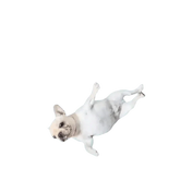 Dog Cooling Mat for Cats and Furry Friends - GiFTiFY