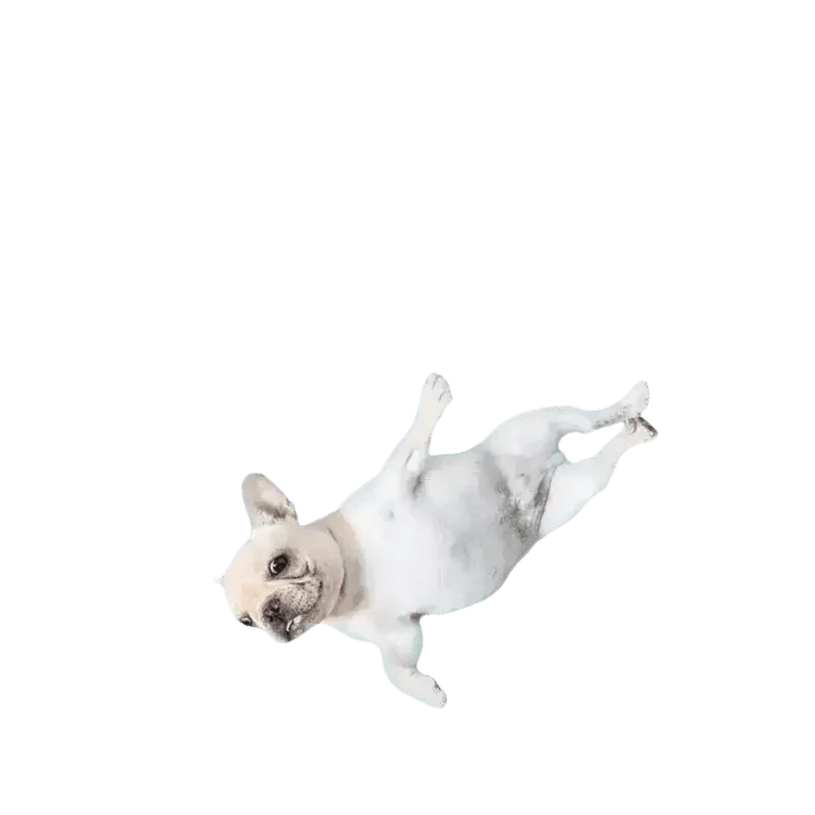 Dog Cooling Mat for Cats and Furry Friends - GiFTiFY