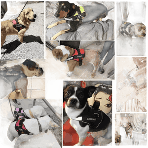 Dog Harnesses Featuring Pink Camouflage and Desert Camouflage - GiFTiFY