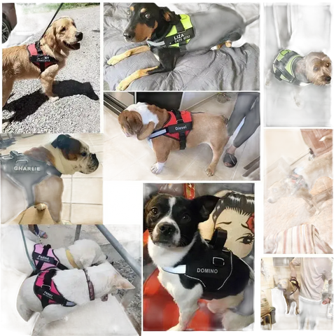 Dog Harnesses Featuring Pull Dog DesignsDog Accessories,No Pull Dog Harness,Pet Products
