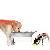 Elevated Bowls Stand for Pets Adjustable Height Dog Elevated Bowls Double Elevated Bowls Stand - GiFTiFY