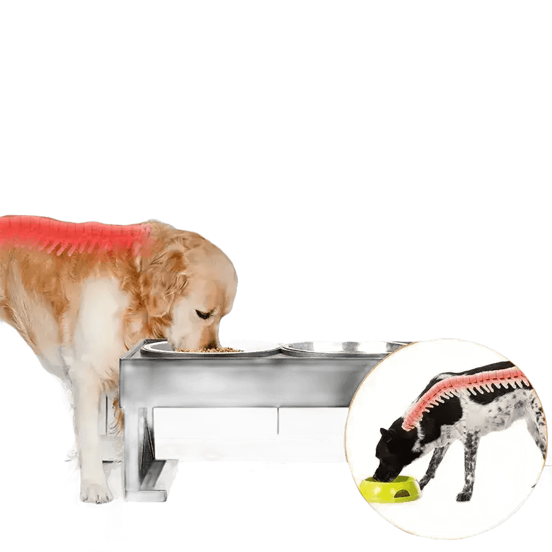 Elevated Bowls Stand for Pets Adjustable Height Dog Elevated Bowls Double Elevated Bowls Stand Pet Products by Shop1103847883 Store
