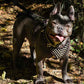 ''Frenchie'' studded leather harness Small to Medium Size