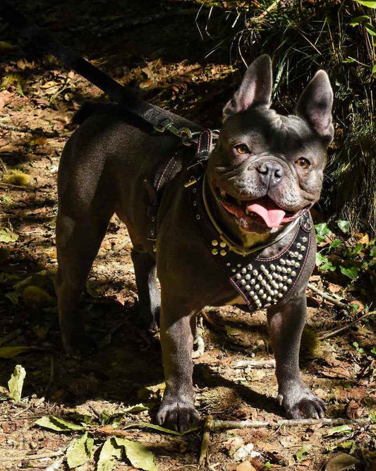''Frenchie'' studded leather harness Small to Medium Size - GiFTiFY