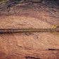 Musket