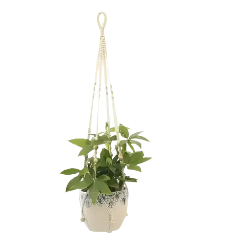 Macrame plant hanger with plant.