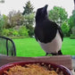 Solar Bird Feeder Camera bird watching Experience