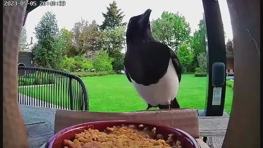 Solar Bird Feeder Camera bird watching Experience
