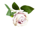 Red Roses in Vase Beautiful Silk Artificial Rose Flowers Roses by Kahaul Official Store