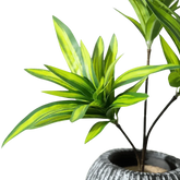 Variegated Dracaena Artificial Palm Tree in Textured Pot - GiFTiFY