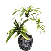 Variegated Dracaena Artificial Palm Tree in Textured Pot - GiFTiFY