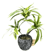Variegated Dracaena Artificial Palm Tree in Textured Pot - GiFTiFY